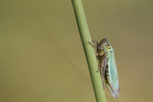 Réf. 104 765 : Cicadella viridis