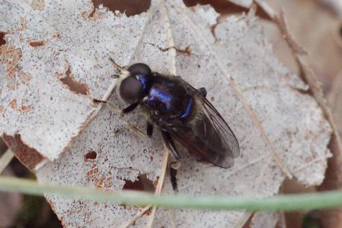 Réf. 104 690 : Eumerus sp.