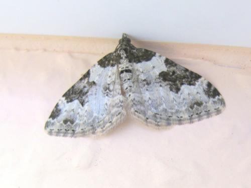 Xanthorhoe fluctuata