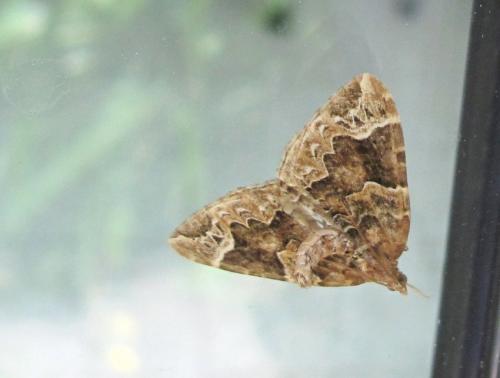 Réf. 104 788 : Eulithis prunata