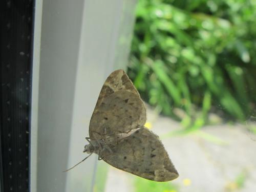 Réf. 104 787 : Eulithis prunata