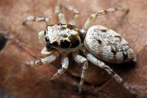 Salticus mutabilis