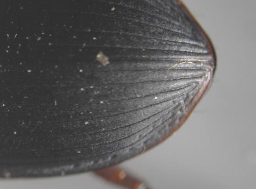 Harpalus rubripes