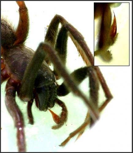 Segestria florentina