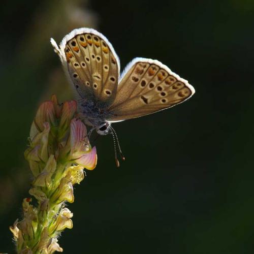 Polyommatus sp.