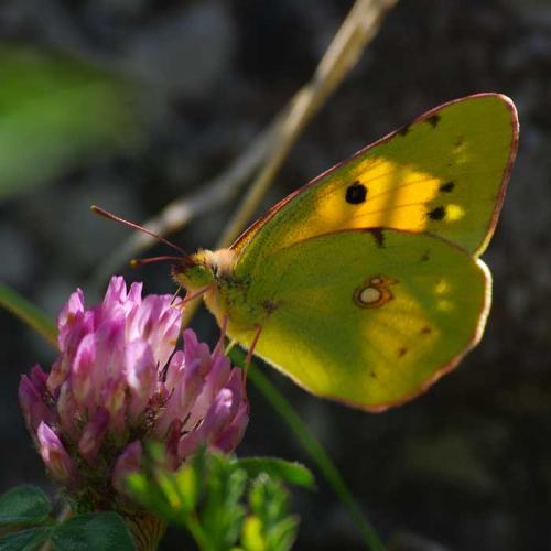 Colias croceus