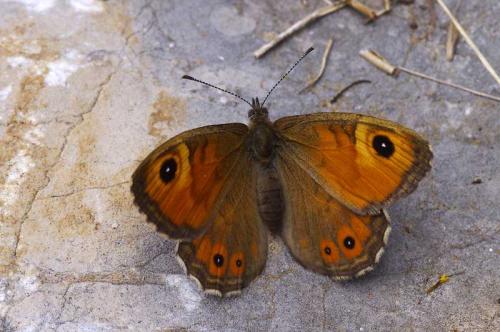 Lasiommata maera