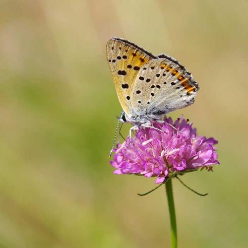 Réf. 104 710 : Lycaena alciphron