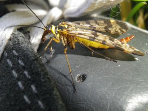 Panorpa vulgaris