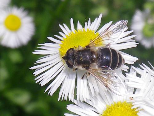 Eristalis arbustorum