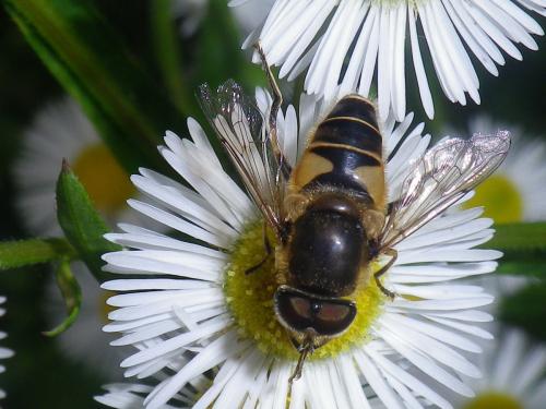 Réf. 104 467 : Eristalis nemorum