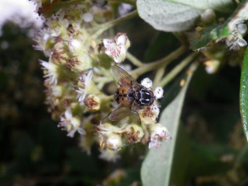 Réf. 104 481 : Graphomya maculata