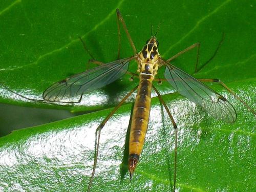 Nephrotoma cornicina