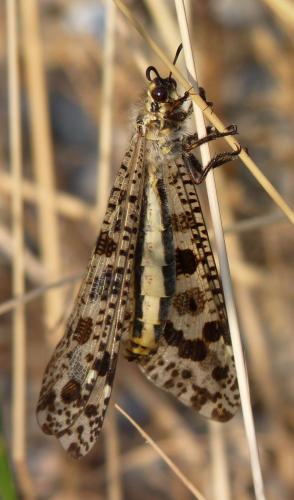 Réf. 104 713 : Palpares libelluloides