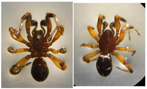 Asagena phalerata