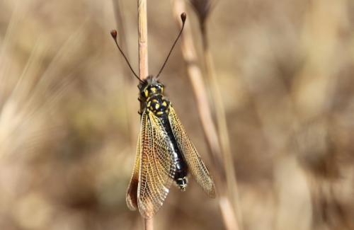 Libelloides ictericus