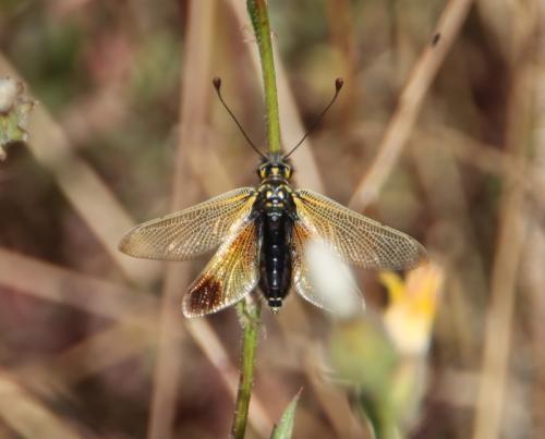 Libelloides ictericus