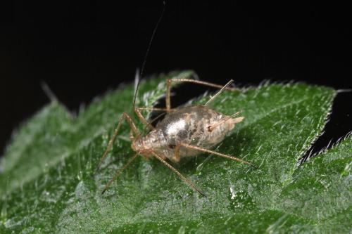 Réf. 104 530 : Microlophium carnosum