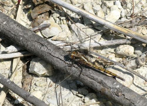 Réf. 104 100 : Orthetrum chrysostigma