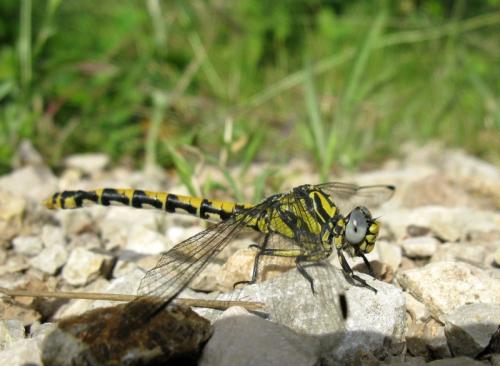 Onychogomphus uncatus