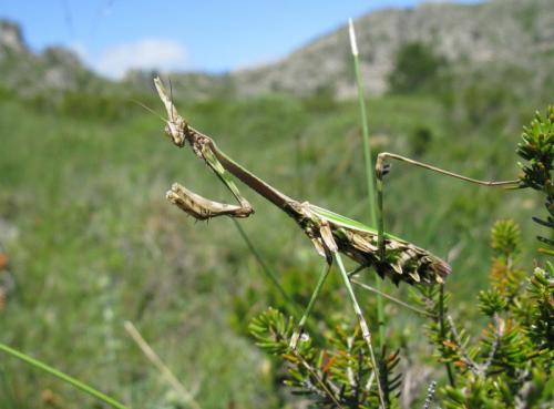 Réf. 104 107 : Empusa pennata
