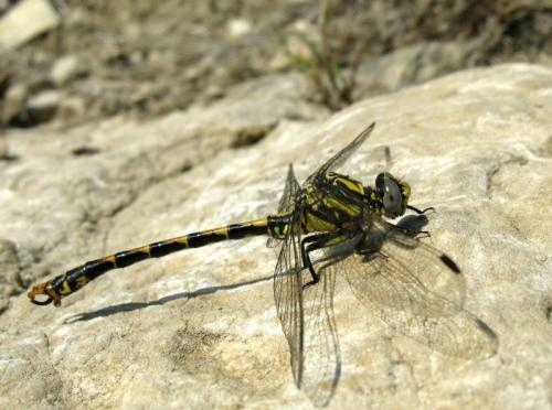 Onychogomphus uncatus