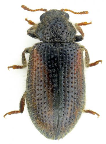 Laricobius erichsoni