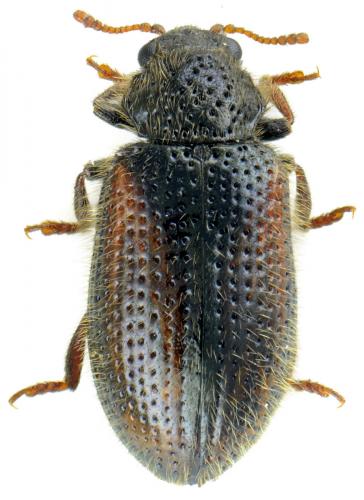 Laricobius erichsoni