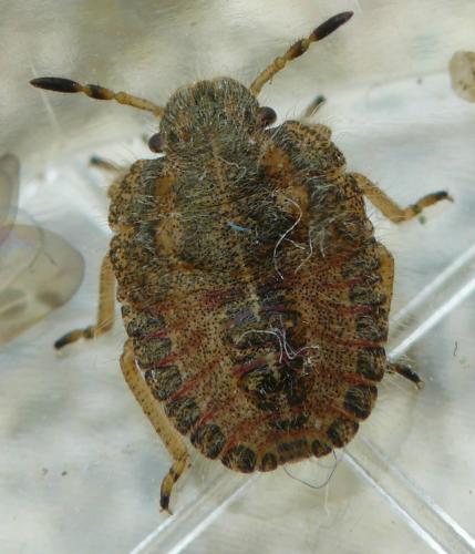 Dolycoris baccarum