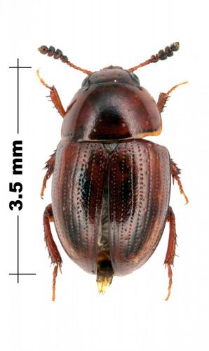Leiodini