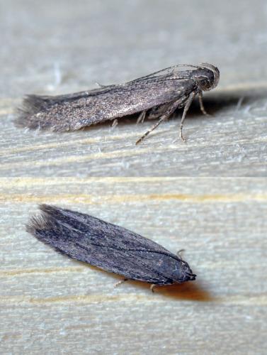 Monochroa sp.