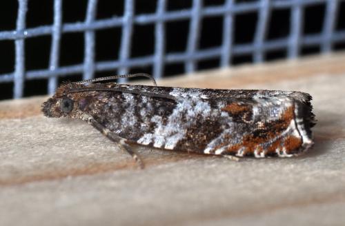 Ancylis achatana