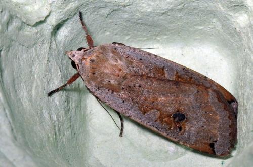 Noctua pronuba
