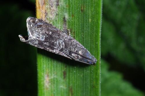 Grapholita funebrana