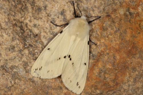 Spilosoma lutea