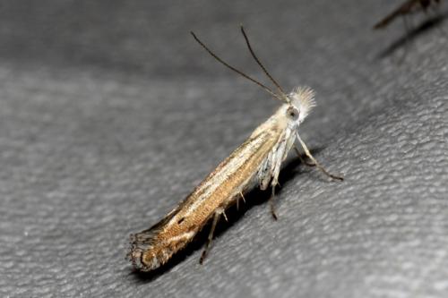 Réf. 104 674 : Isophrictis sp.