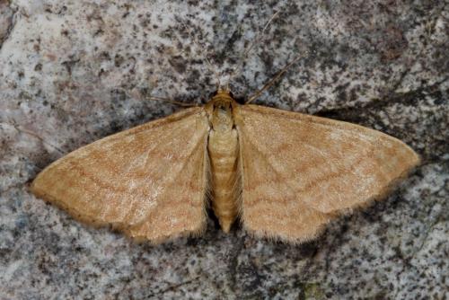 Réf. 104 593 : Idaea ochrata