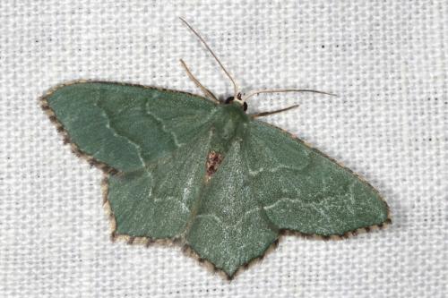Réf. 104 659 : Hemithea aestivaria