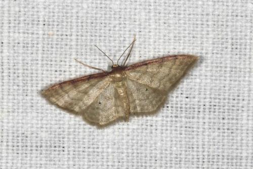 Idaea humiliata