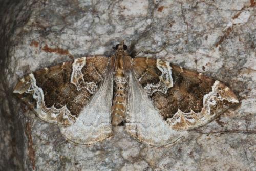 Réf. 104 673 : Eulithis prunata