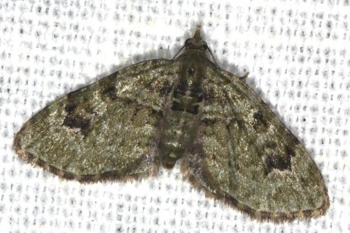 Réf. 104 841 : Chloroclystis v-ata