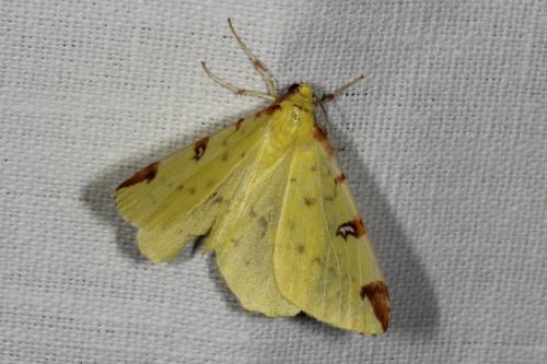 Opisthograptis luteolata