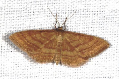 Réf. 104 847 : Idaea ochrata