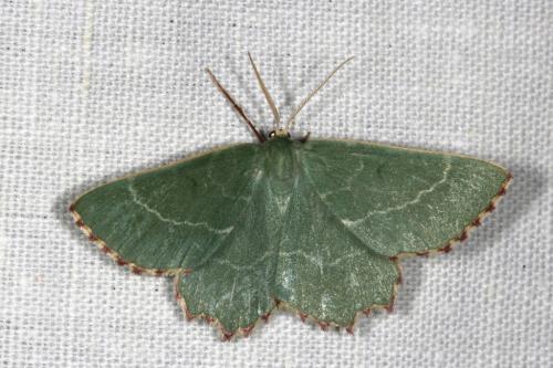 Réf. 104 660 : Thalera fimbrialis
