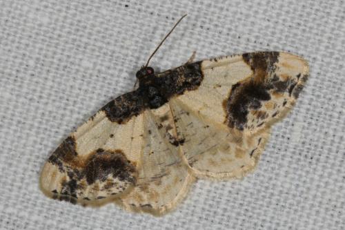 Réf. 104 597 : Ligdia adustata