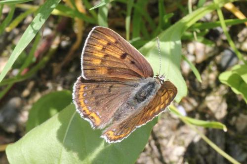 Réf. 104 015 : Lycaena alciphron