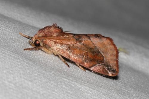 Réf. 104 662 : Cosmia pyralina