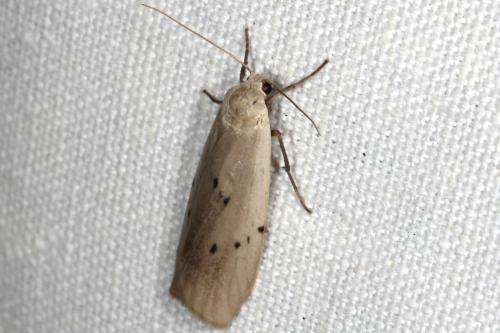 Pelosia muscerda