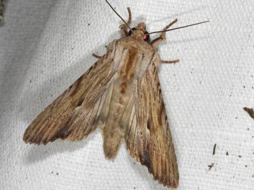 Réf. 104 821 : Apamea lithoxylaea