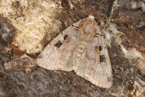 Xestia triangulum